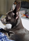 Hazel - Photo 3