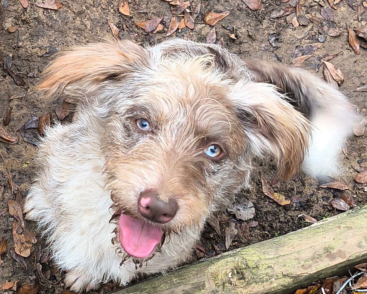 adoptable Dog in Baileyton, AL named Harper