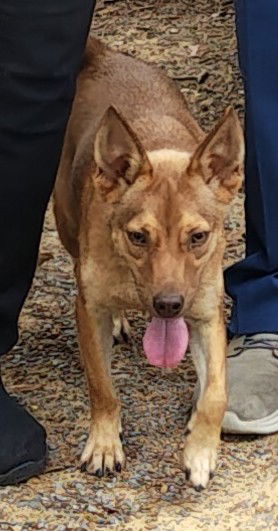 adoptable Dog in Baileyton, AL named Rocky