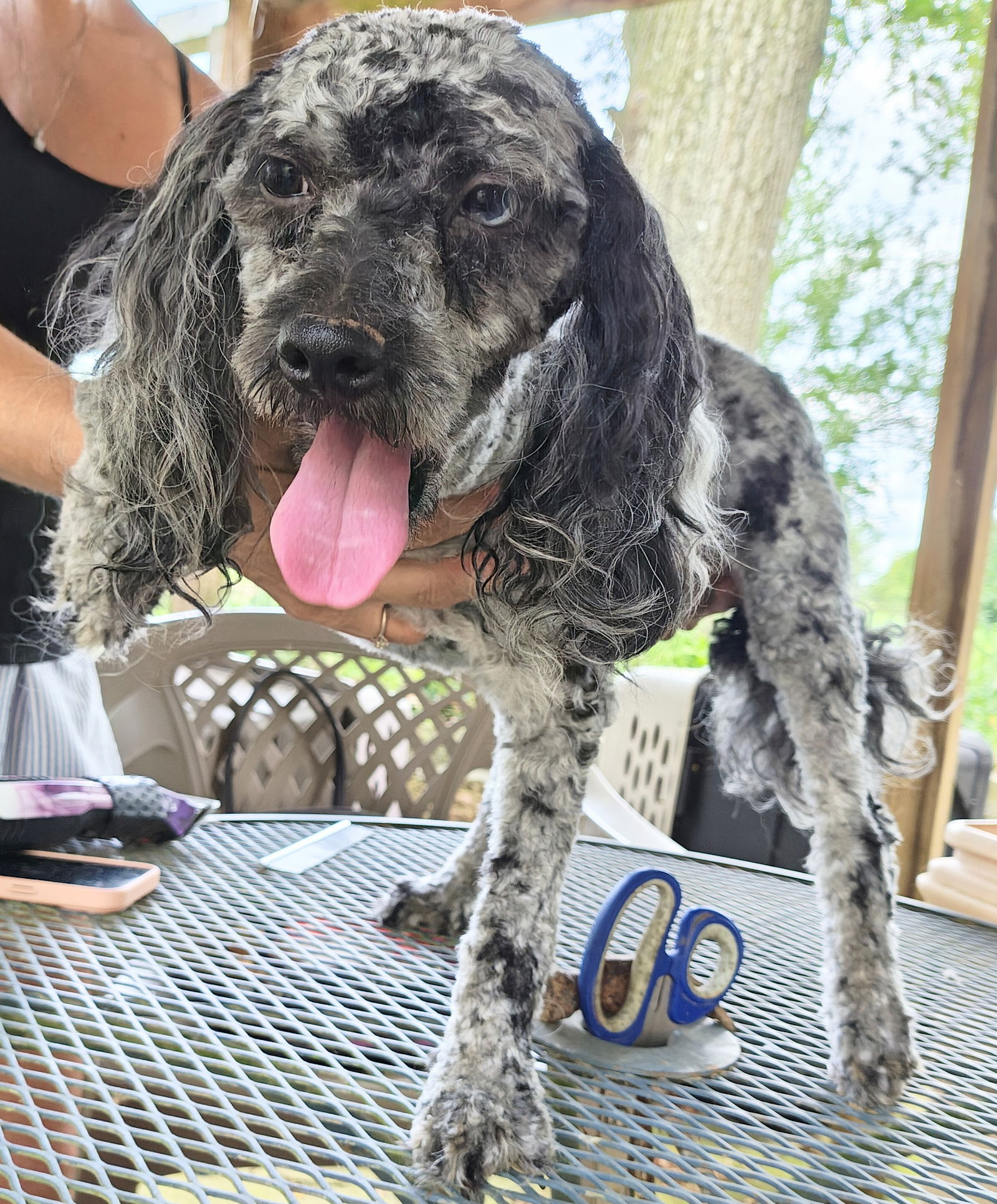 adoptable Dog in Baileyton, AL named Rupert