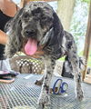 adoptable Dog in  named Rupert