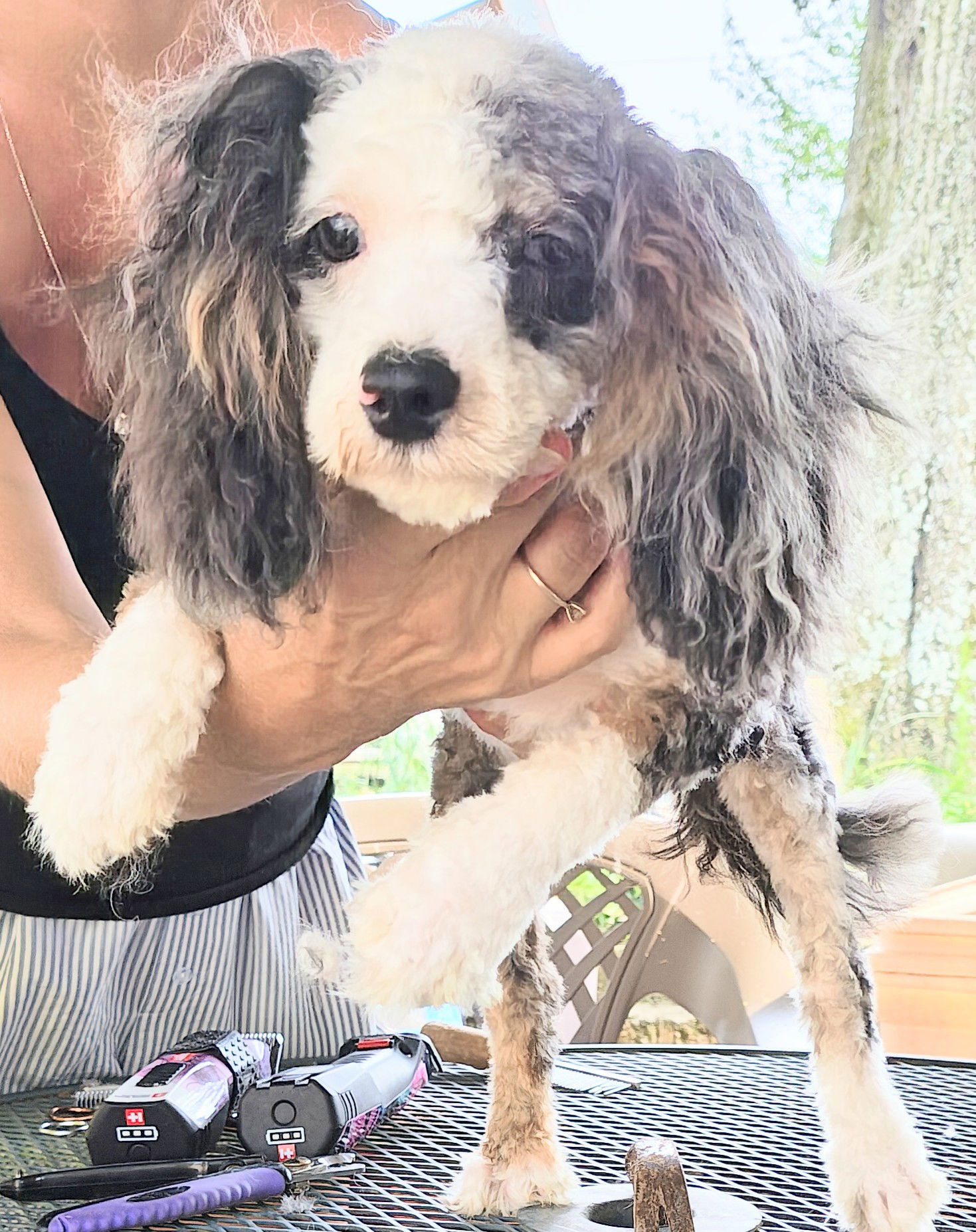 adoptable Dog in Baileyton, AL named Zeb