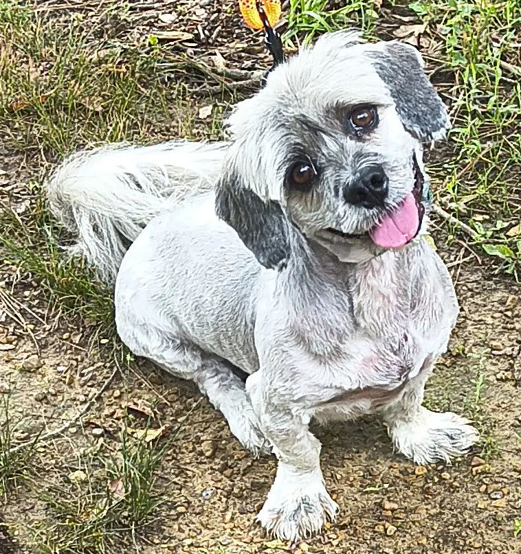 Tucker image 2