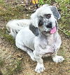 adoptable Dog in , AL named Tucker