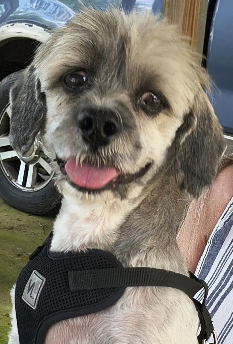 Tucker - Lhasa Apso
