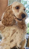 Archie - Photo 2