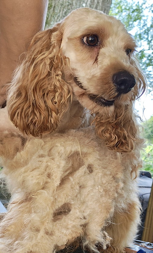 picture of the dog needing adoption