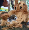 Archie - Photo 4