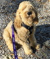 Archie - Photo 3