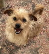 adoptable Dog in  named Benji