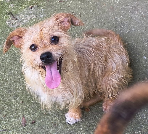 picture of the dog needing adoption