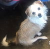 adoptable Dog in , AL named Max