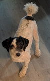 adoptable Dog in  named Pete