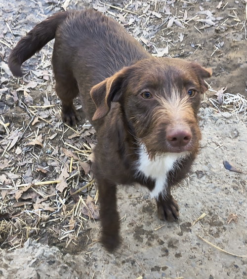 BOONE - Poodle (Miniature) / Chocolate Labrador Retriever available for adoption