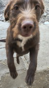 Boone - Photo 2