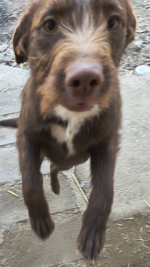 BOONE - Poodle (Miniature) / Chocolate Labrador Retriever available for adoption