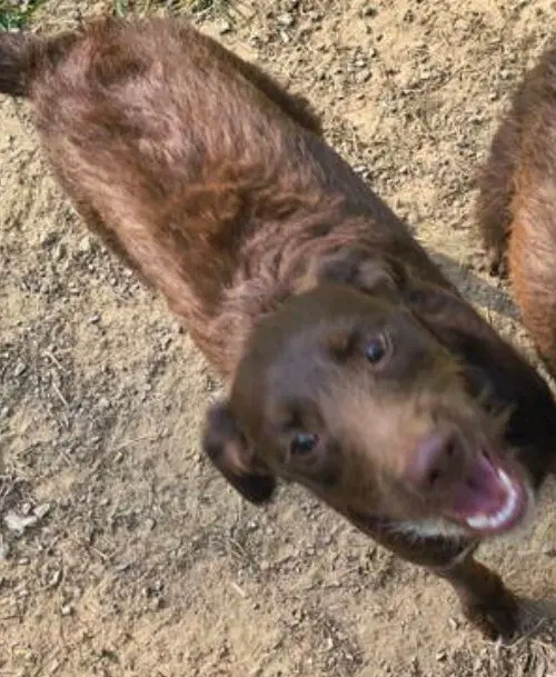 Boone - Labradoodle