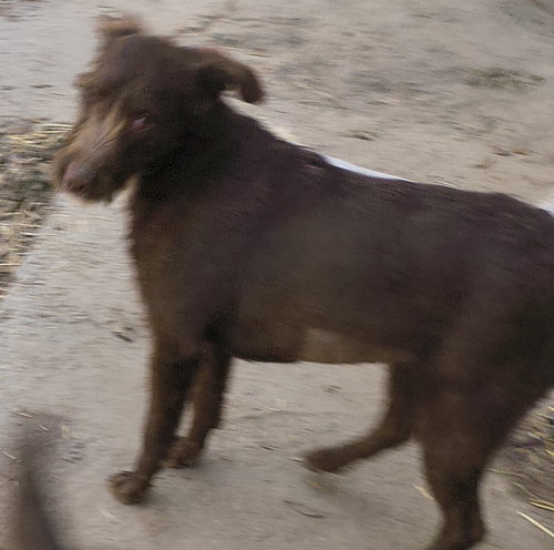 BONNIE - Poodle (Miniature) / Chocolate Labrador Retriever available for adoption