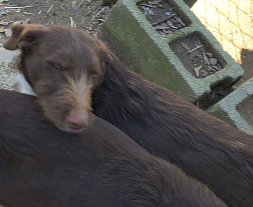 BONNIE - Poodle (Miniature) / Chocolate Labrador Retriever available for adoption