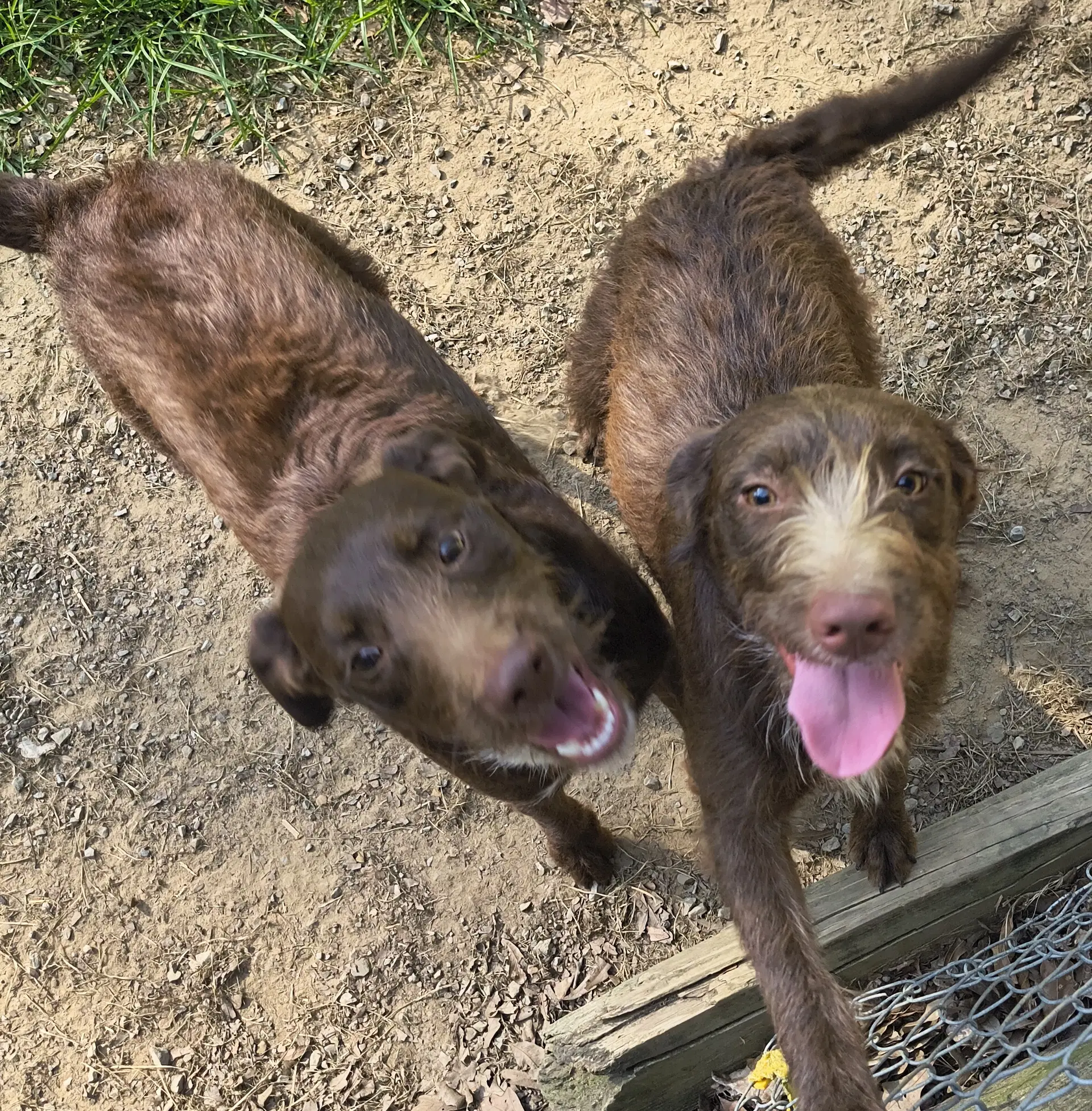 Bonnie - Labradoodle