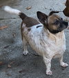 Shorty - Photo 1