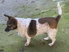 Shorty - Photo 2