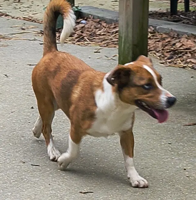 Darcy - Catahoula Leopard Dog