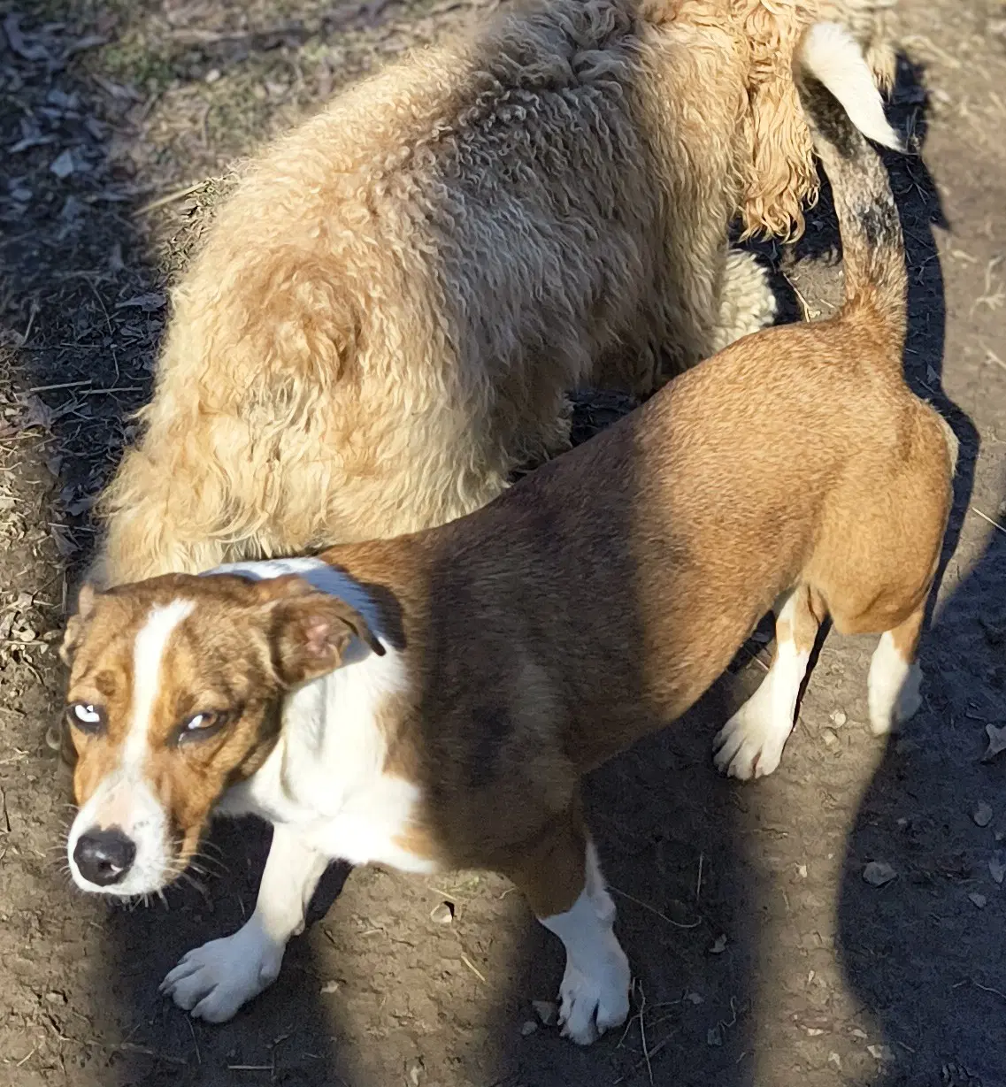 Darcy image 4