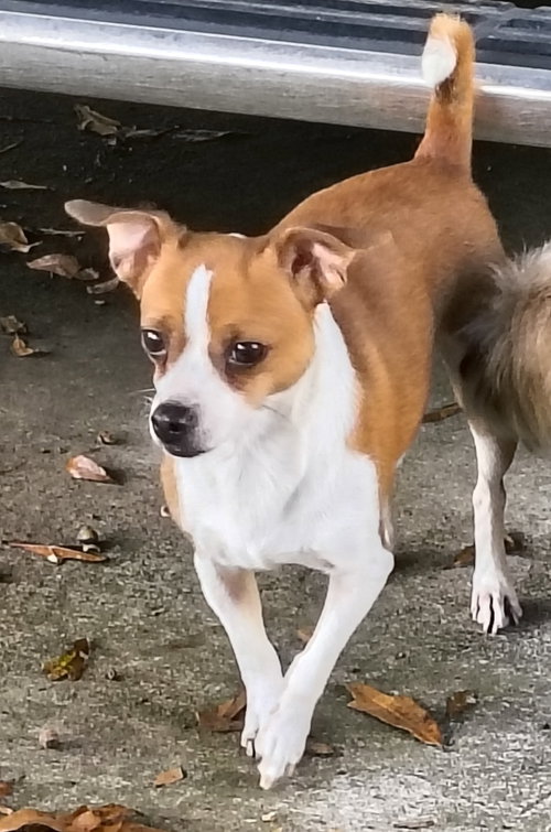 ANNIE - Chihuahua / Dachshund available for adoption
