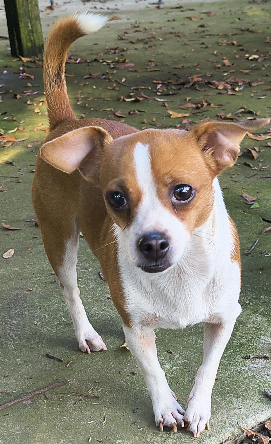 Annie Image