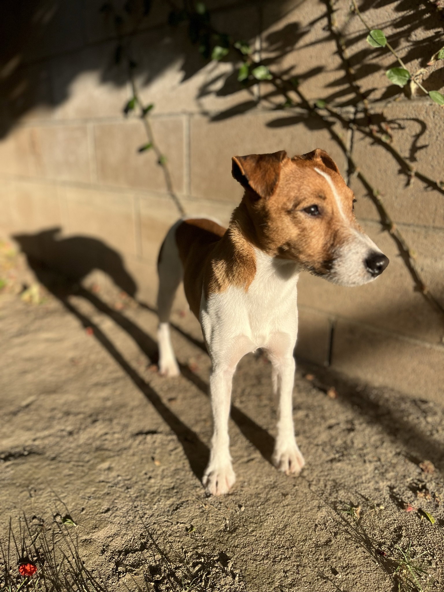 Dog for Adoption Copper, a Jack Russell Terrier (Parson Russell
