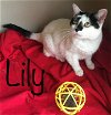 adoptable Cat in bloomington, IL named Lily