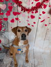 adoptable Dog in Bloomington, IL named Delight - 0$ adoption fee