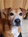 adoptable Dog in bloomington, IL named Delight - 0$ adoption fee
