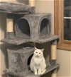 adoptable Cat in bloomington, IL named Gala