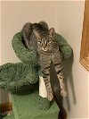 adoptable Cat in bloomington, IL named Raisin Bran 0$ Adoption Fee