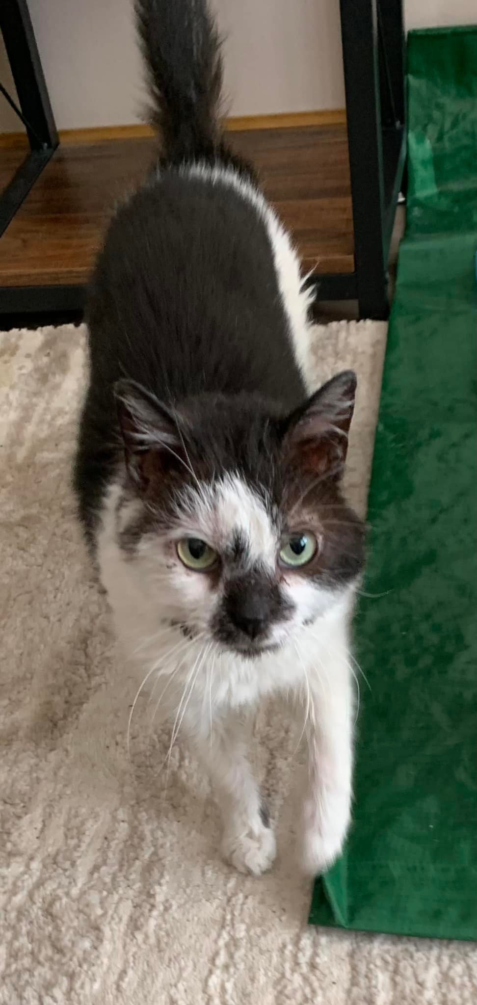 adoptable Cat in Bloomington, IL named Mint Julep
