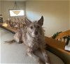 adoptable Dog in bloomington, IN named Mila