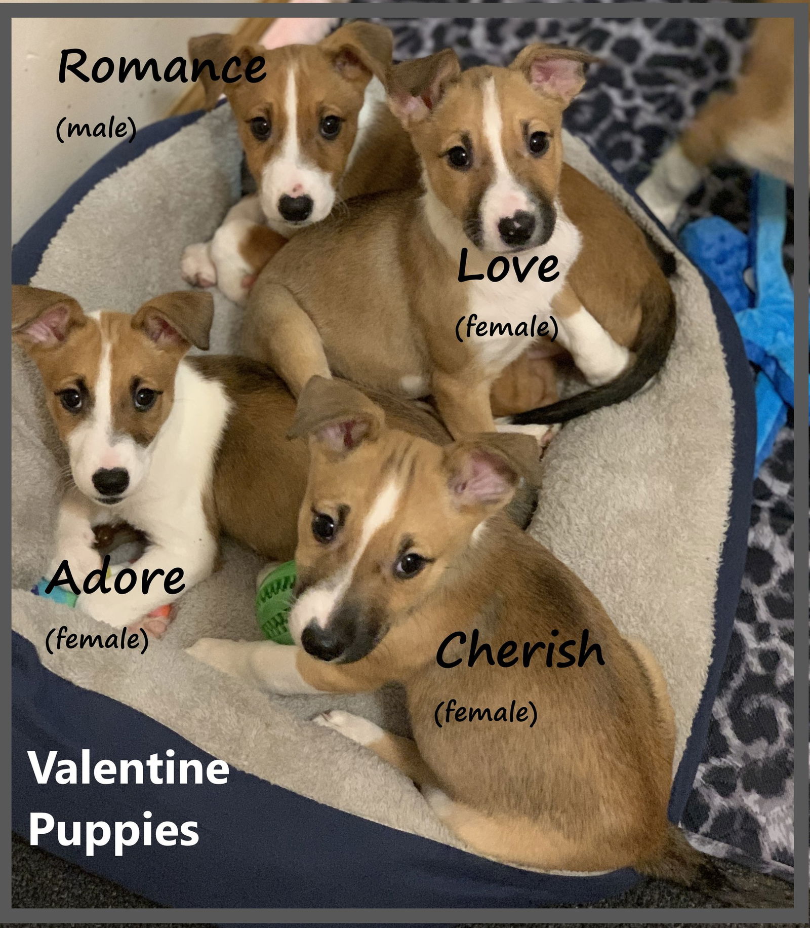 Dog for Adoption - Jack Russell Terrier Mix Puppies, a Jack Russell ...