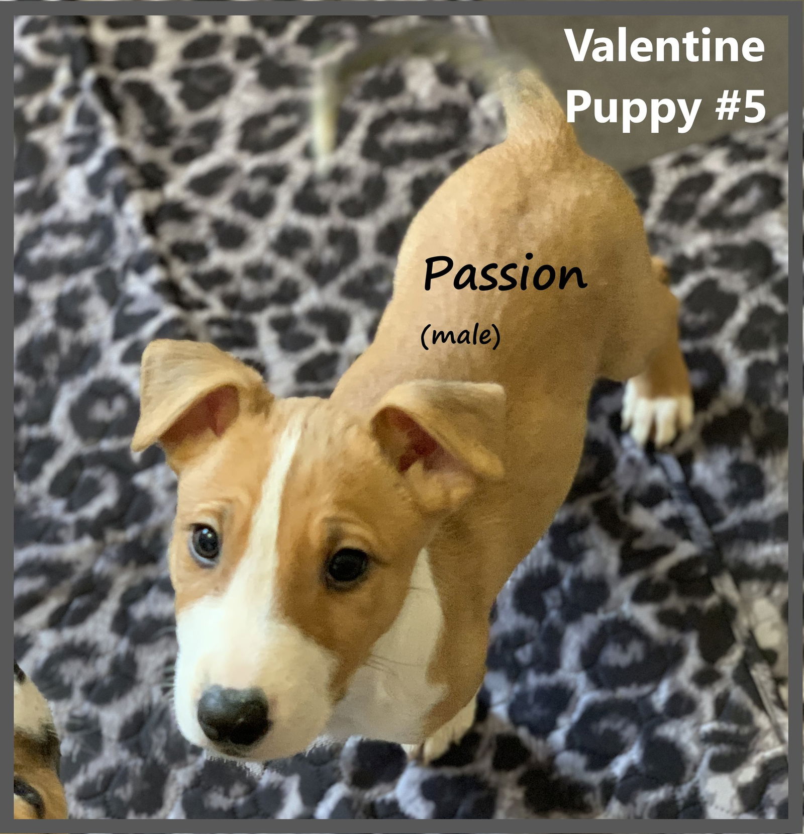 Dog for Adoption - Jack Russell Terrier Mix Puppies, a Jack Russell ...