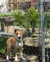 adoptable Dog in , IL named Love
