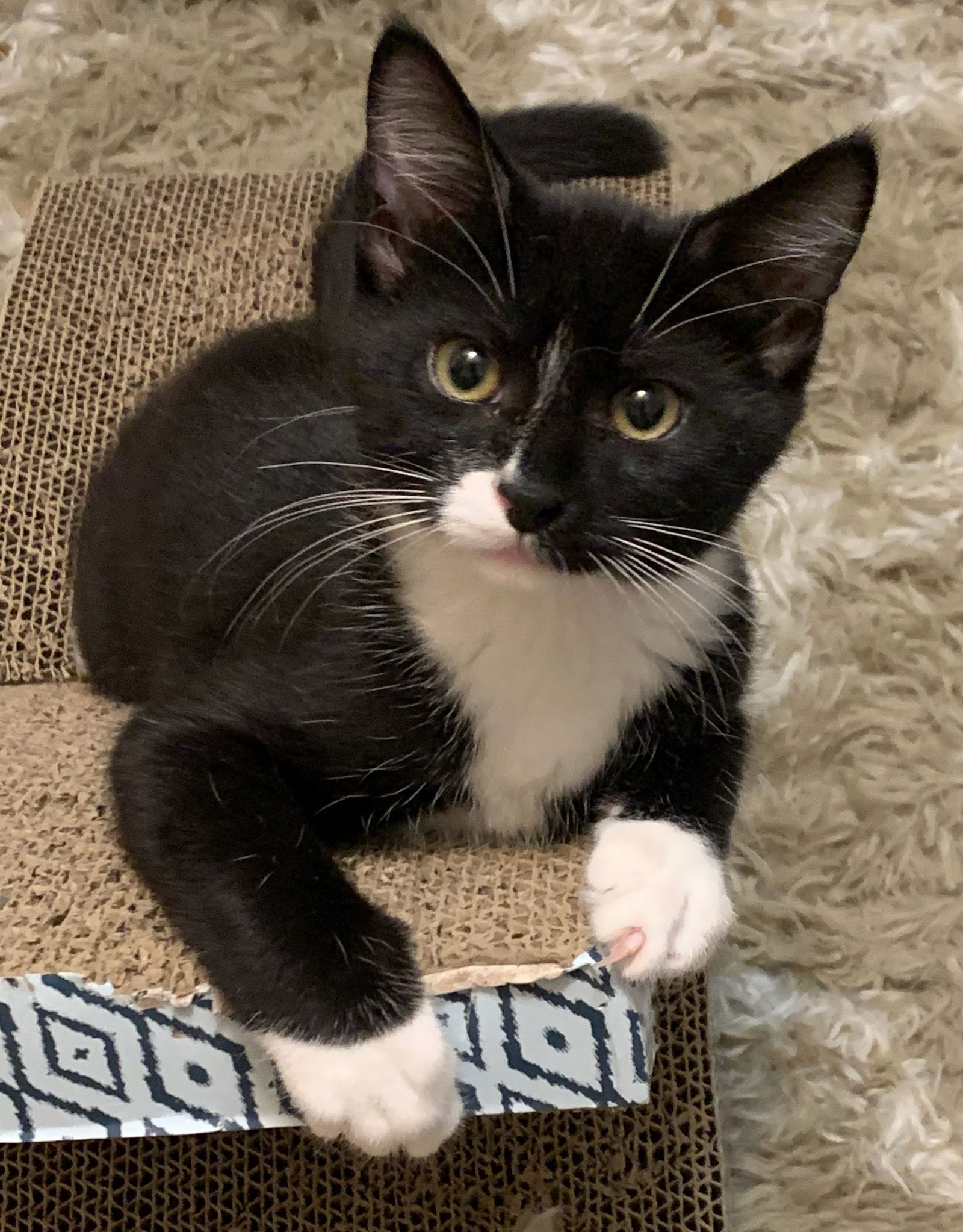 adoptable Cat in Bloomington, IL named Licorice