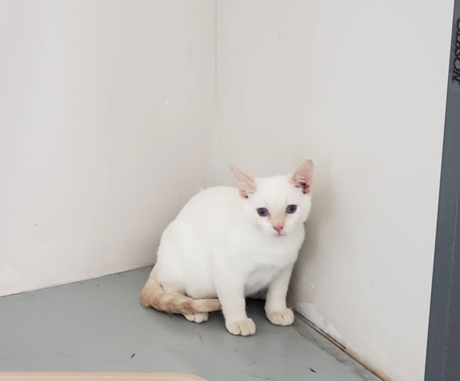 adoptable Cat in Bloomington, IL named Meringue