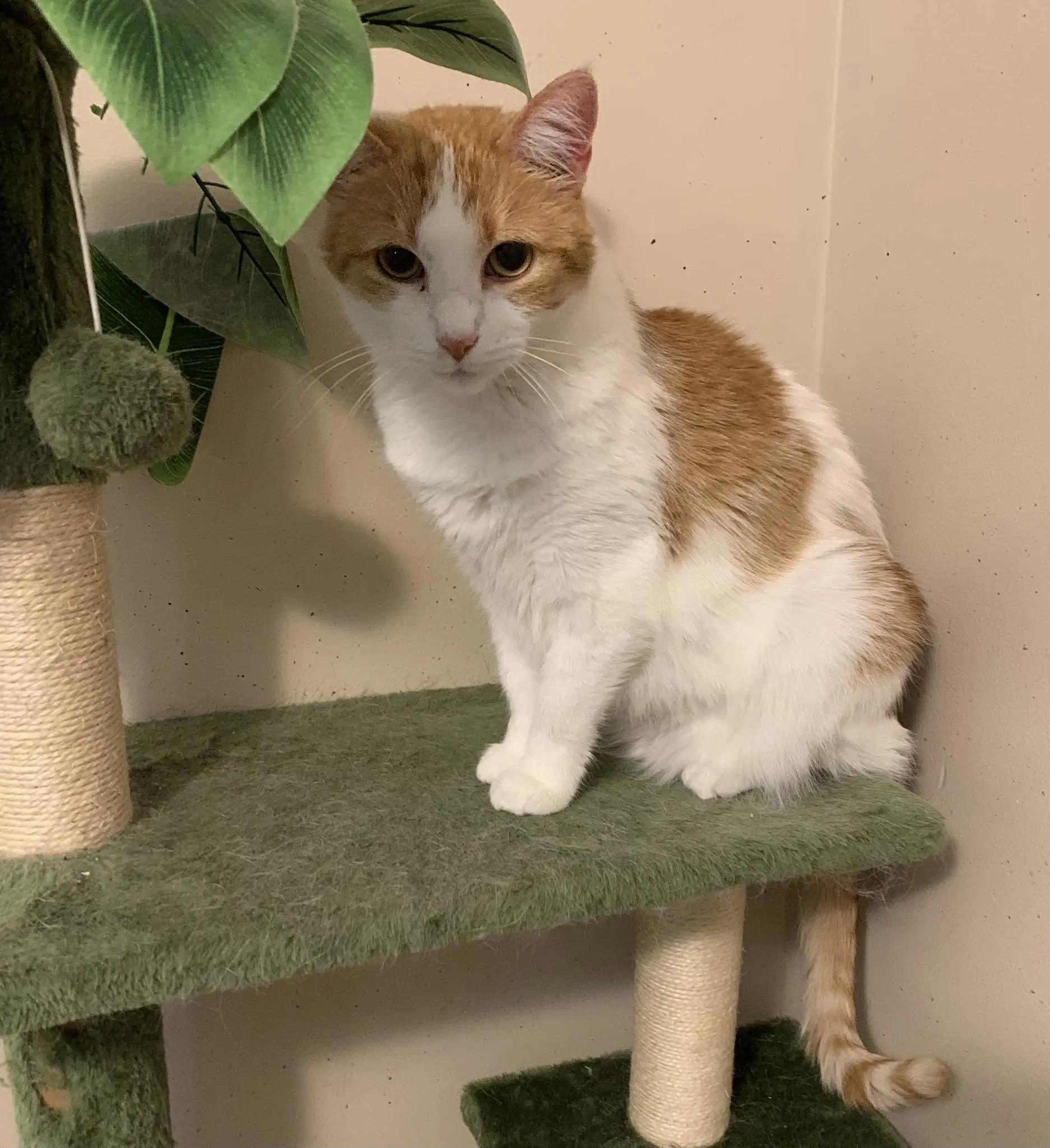 Penelope - Domestic Short Hair
