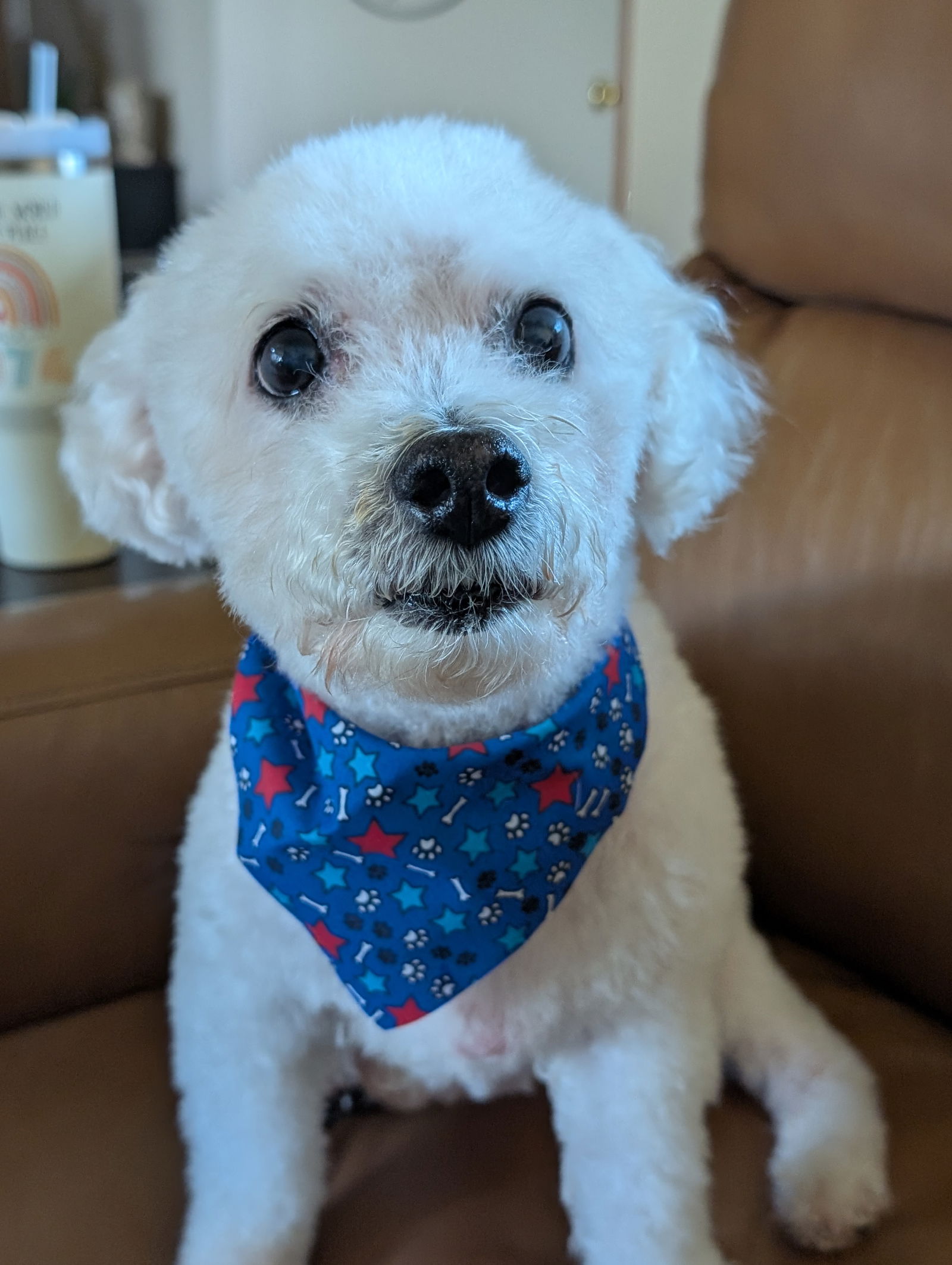adoptable Dog in Bloomington, IL named Tate