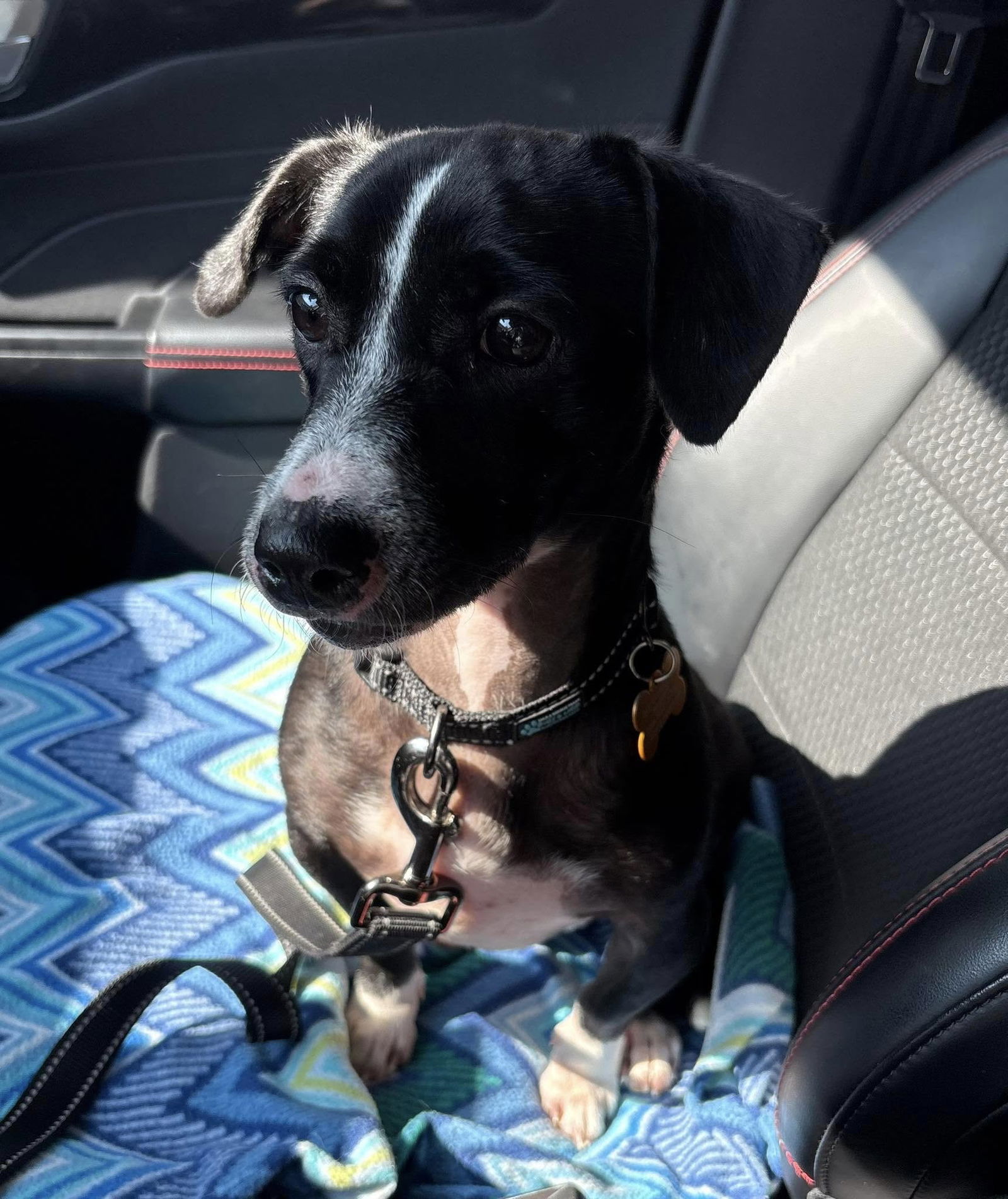 adoptable Dog in Bloomington, IL named Bubblegum
