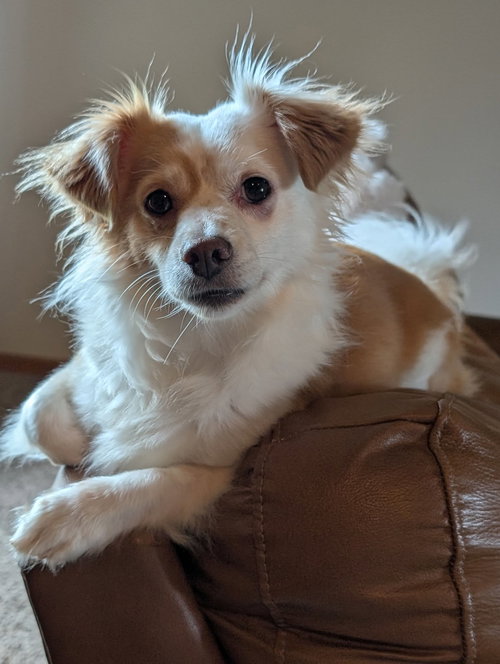 picture of the dog needing adoption