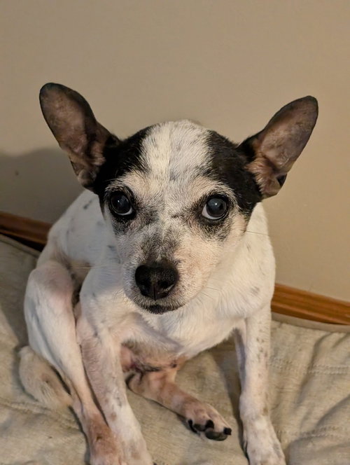 picture of the dog needing adoption