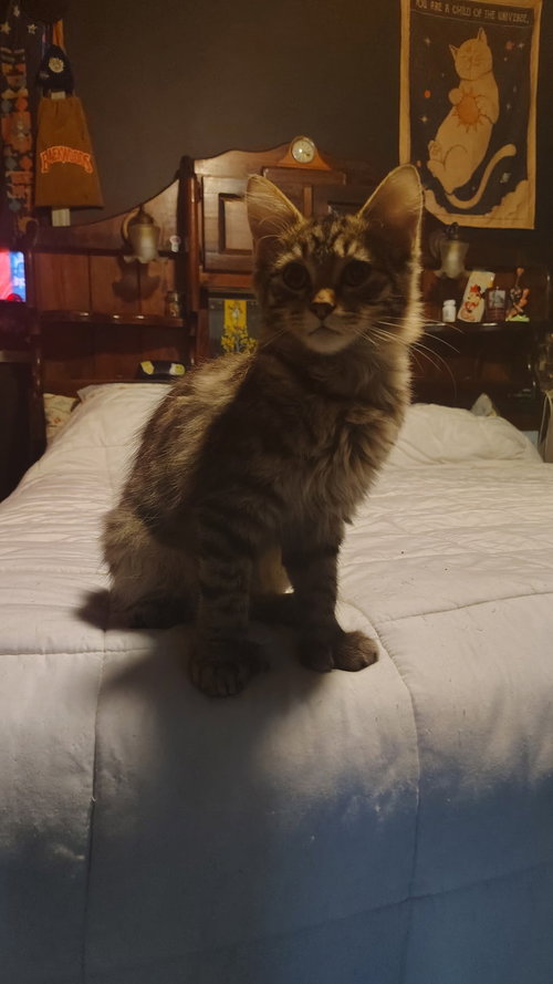 picture of the cat needing adoption