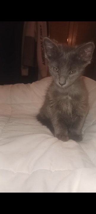 picture of the cat needing adoption